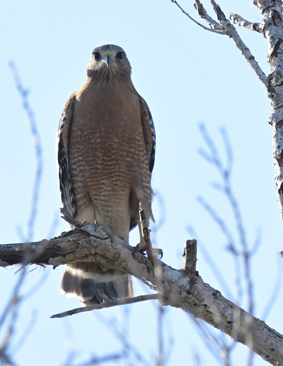 Red-shouldered Hawk - ML612183167