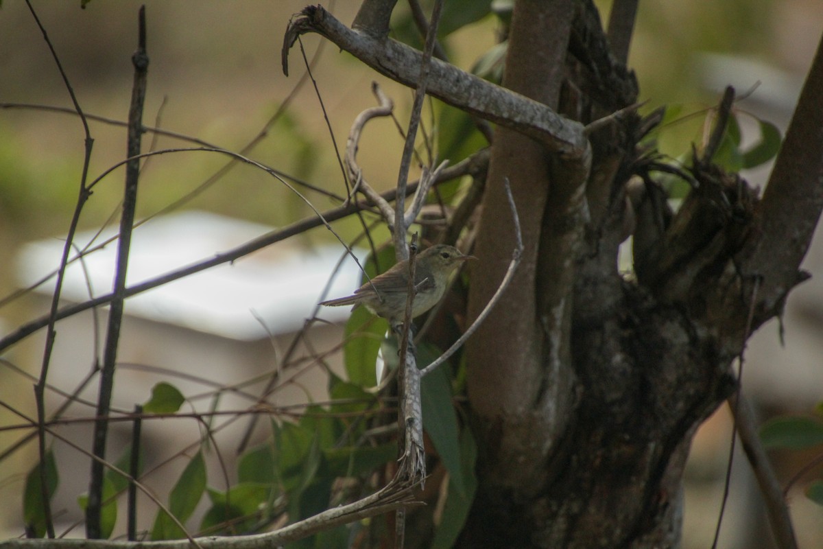 Rodrigues Warbler - ML612183200