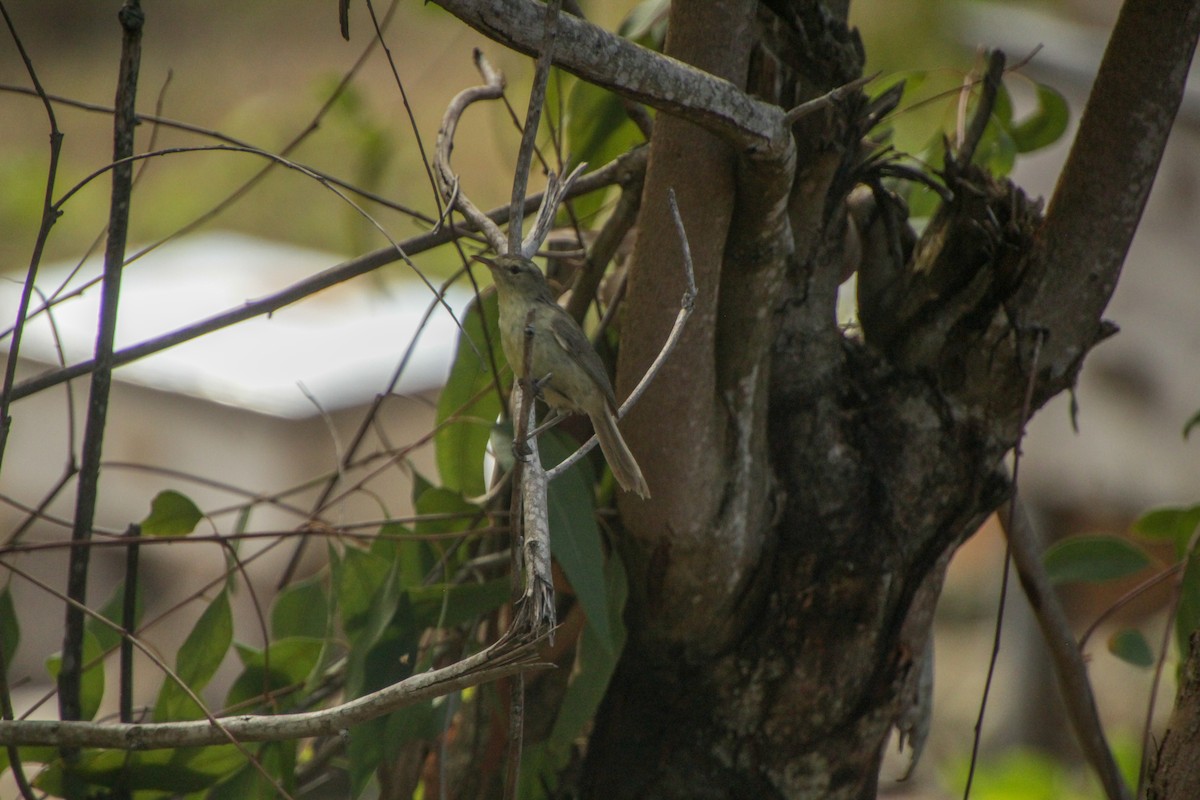 Rodrigues Warbler - ML612183201