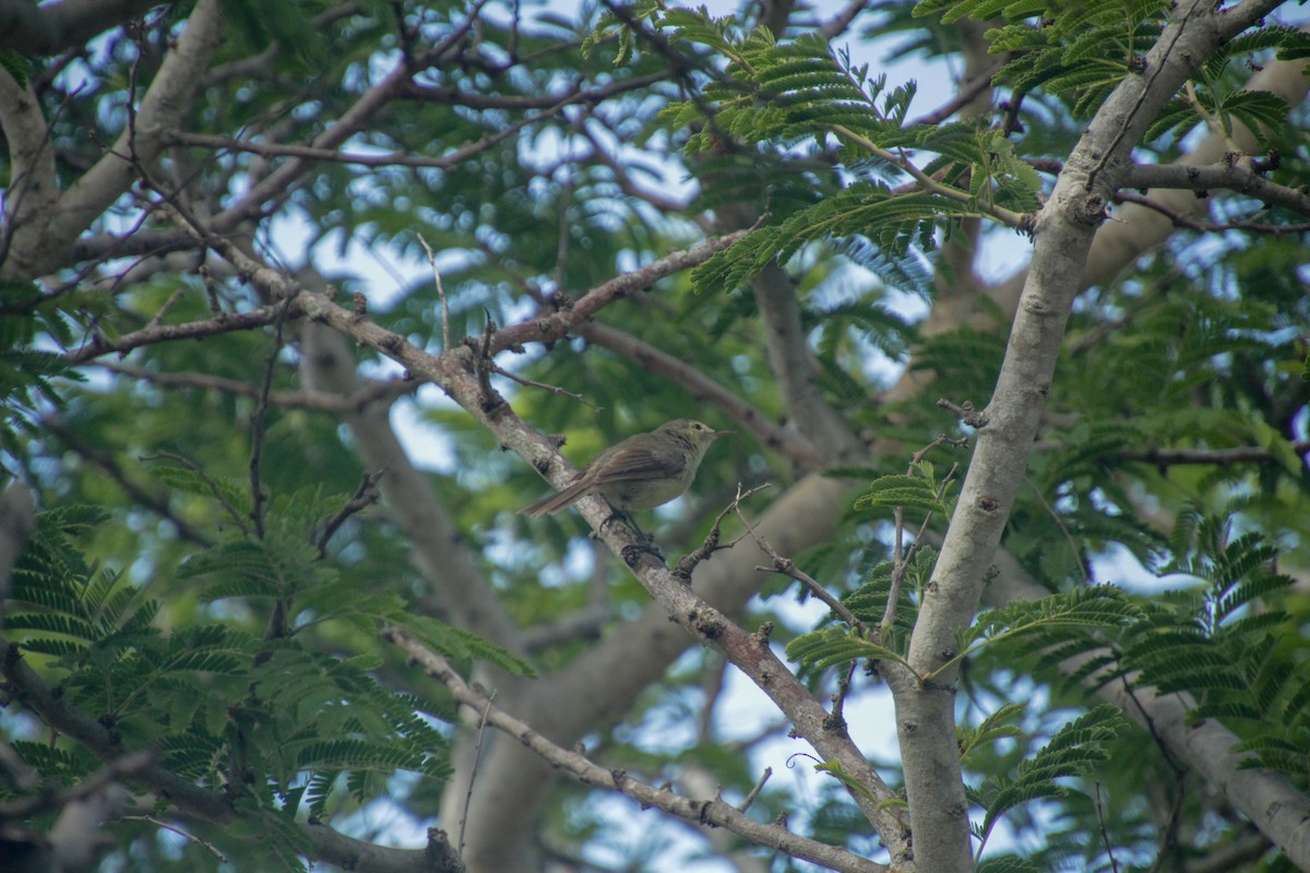 Rodrigues Warbler - ML612183202