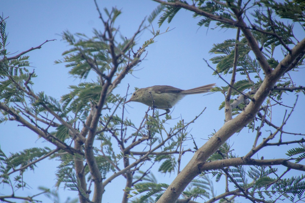 Rodrigues Warbler - ML612183203