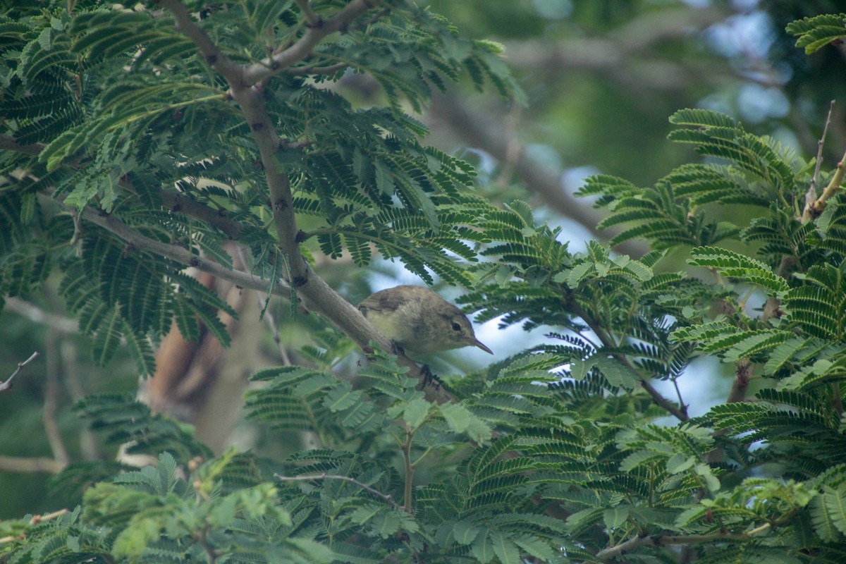 Rodrigues Warbler - ML612183204