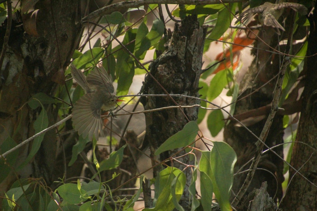 Rodrigues Warbler - ML612183205