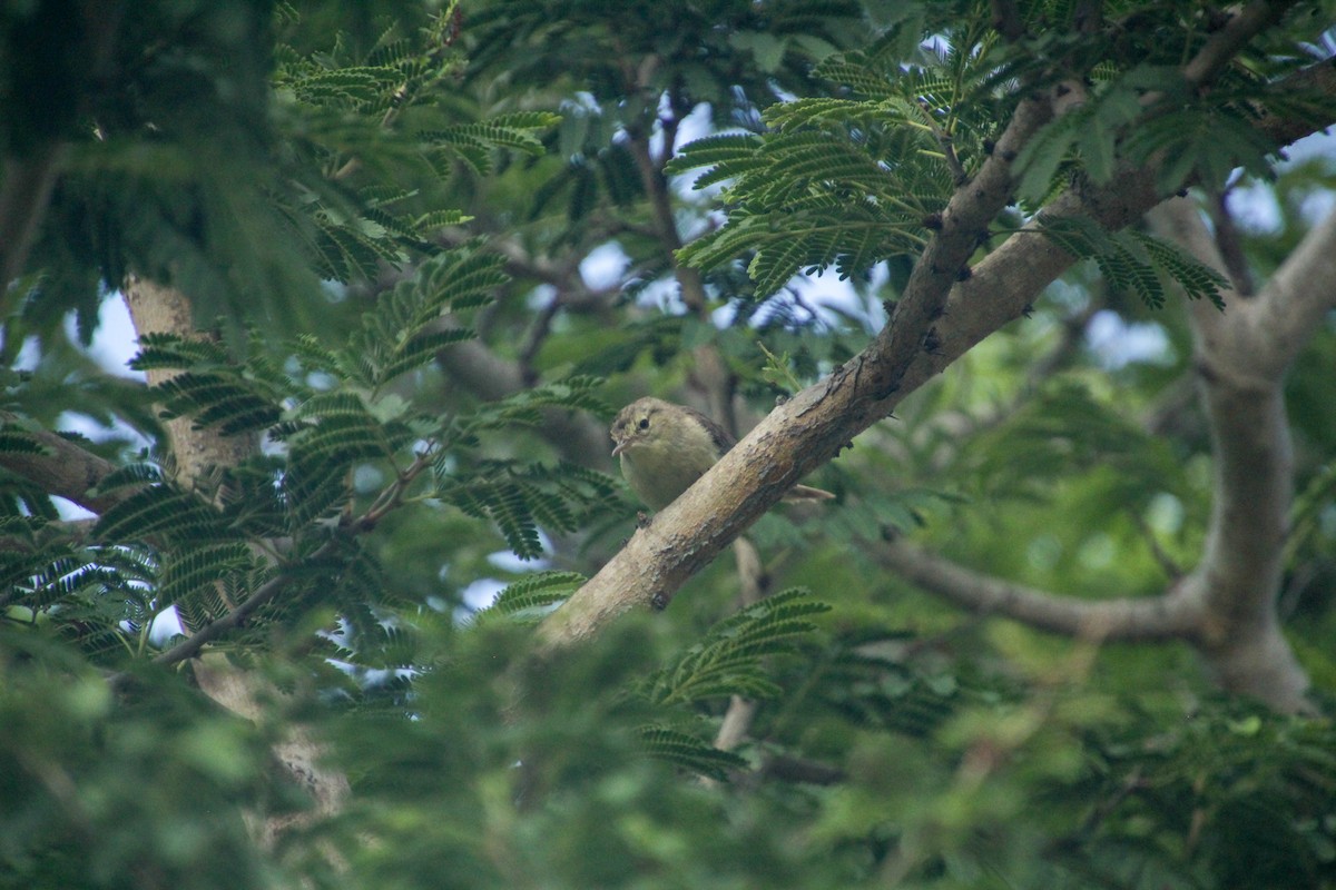 Rodrigues Warbler - ML612183206