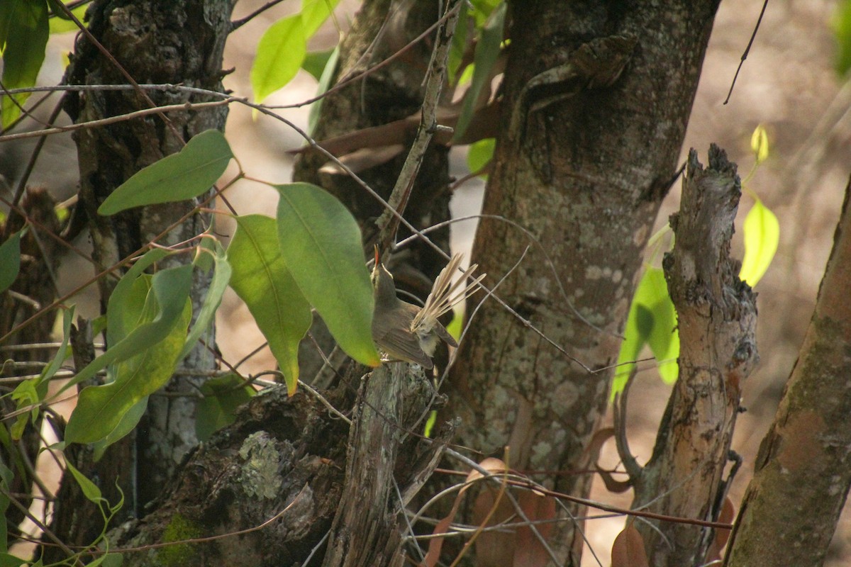 Rodrigues Warbler - ML612183207