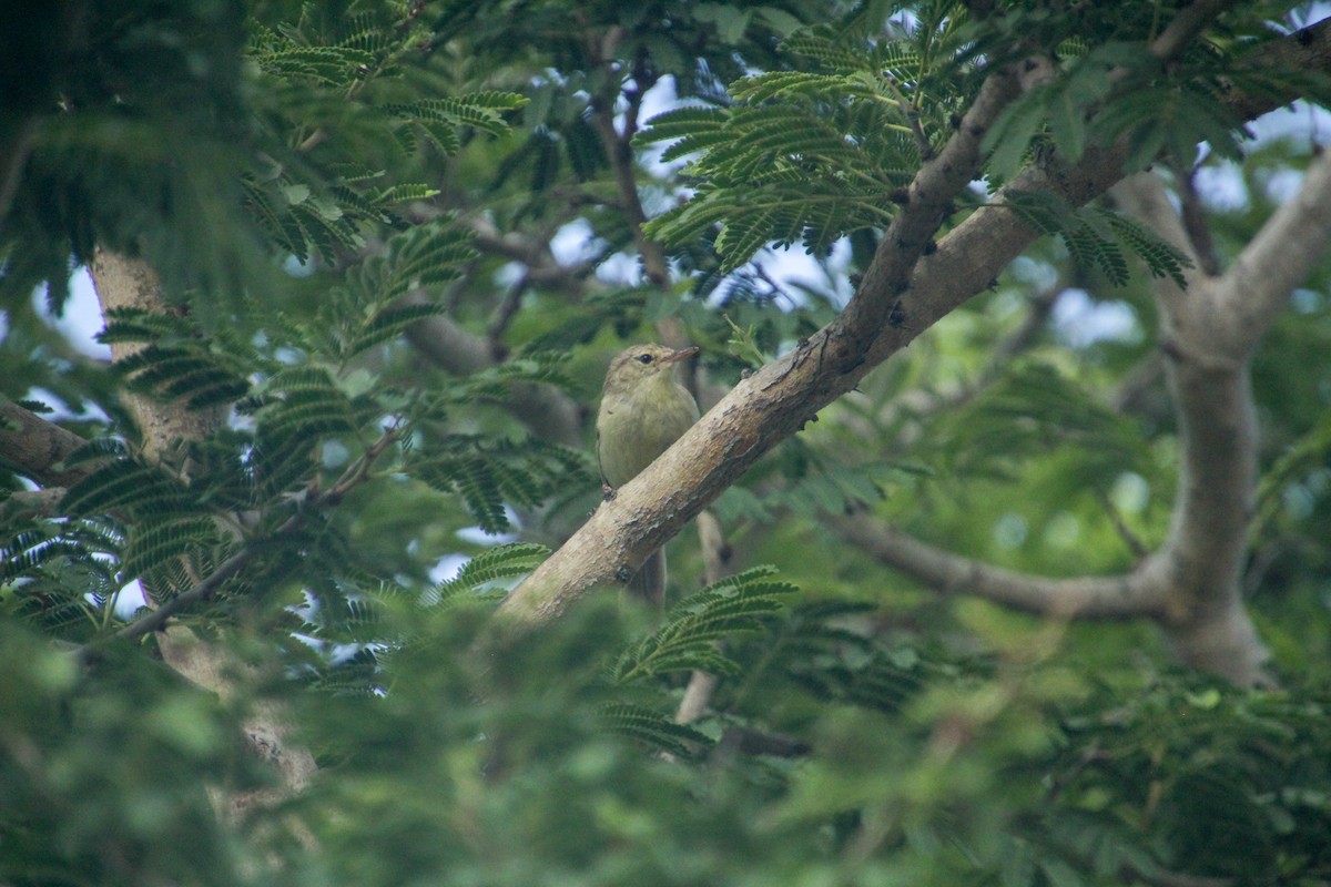 Rodrigues Warbler - ML612183208