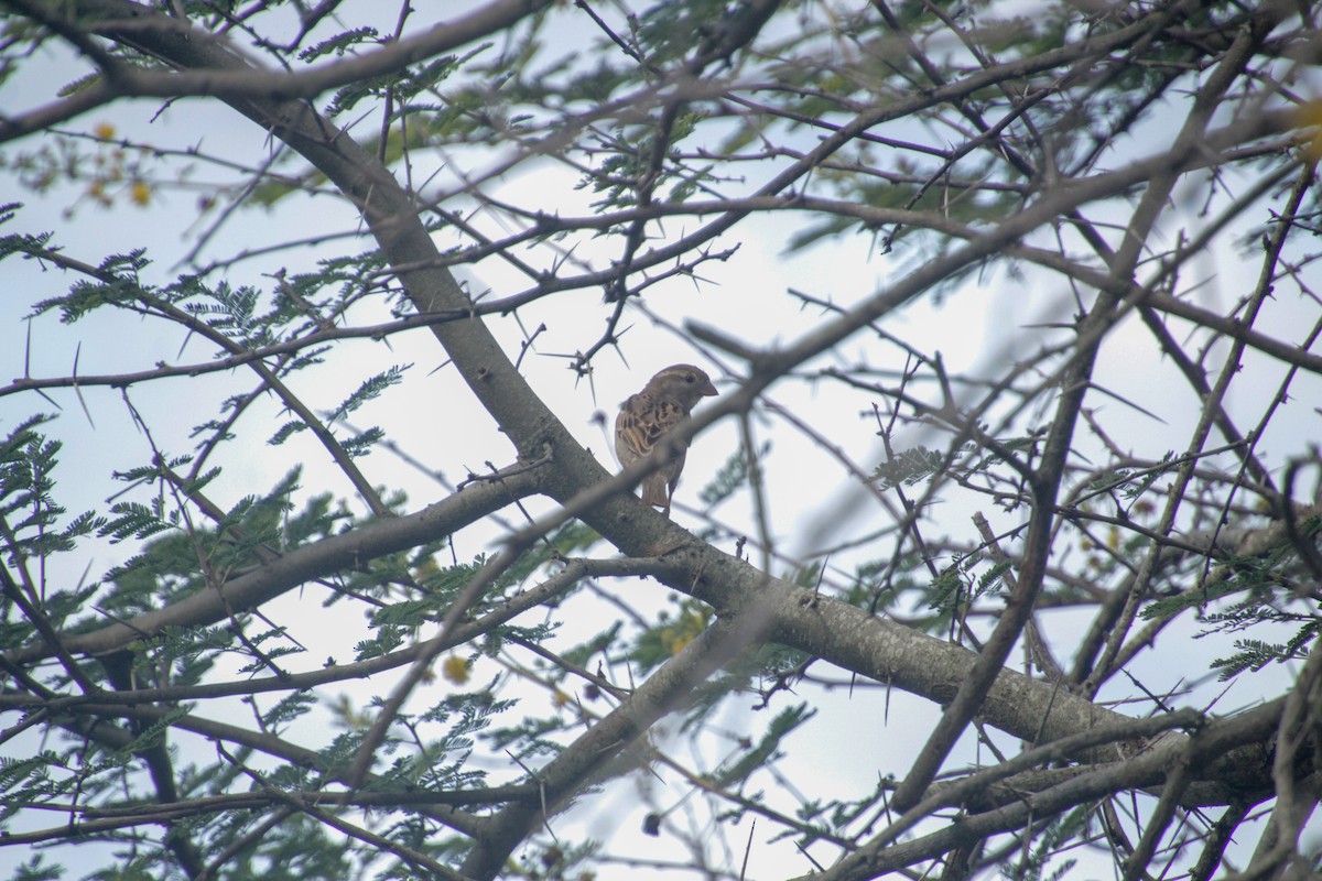 House Sparrow - ML612183227