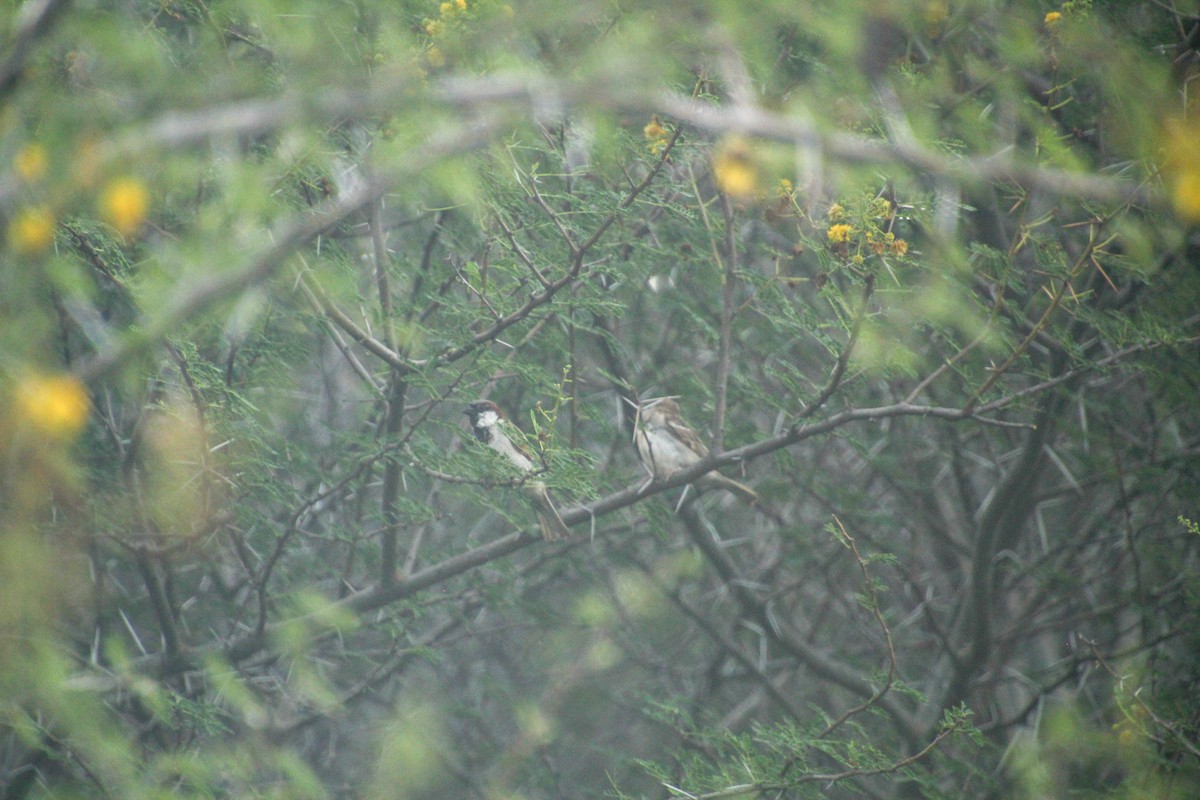 House Sparrow - ML612183228