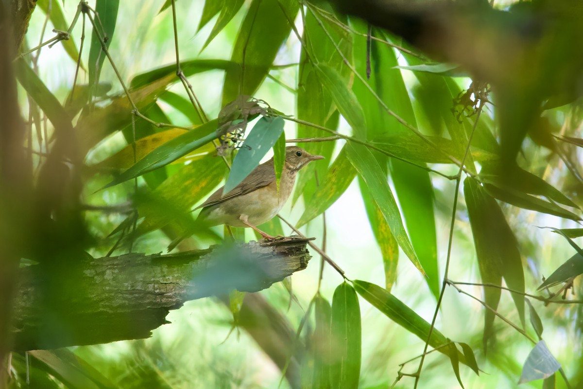 Tickell's Thrush - ML612183298