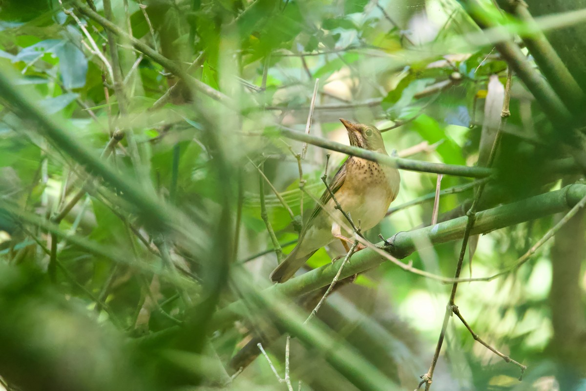 Tickell's Thrush - ML612183299