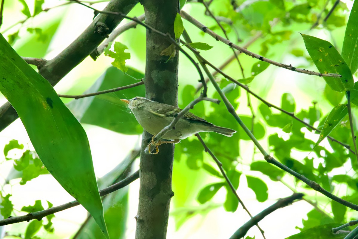 Yellow-browed Warbler - ML612183300