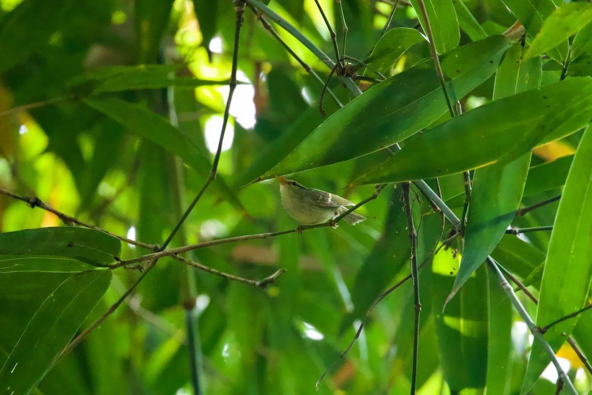 Yellow-browed Warbler - ML612183301