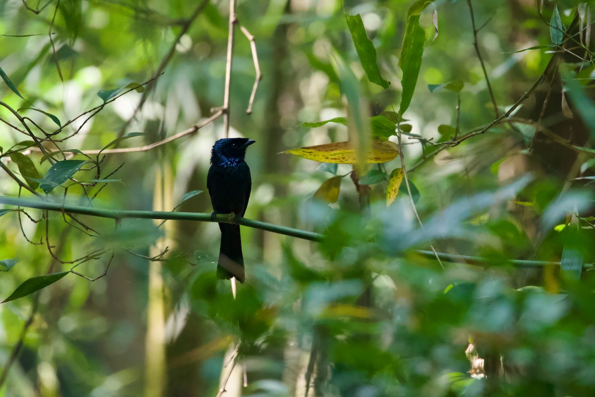 Lesser Racket-tailed Drongo - ML612183303