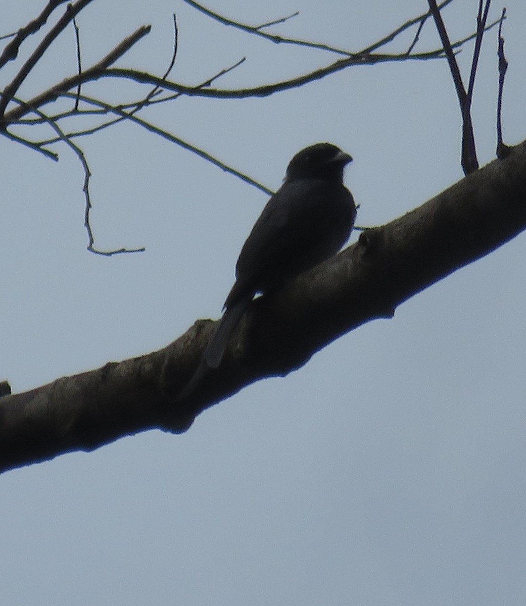 Kül Rengi Drongo - ML612183341