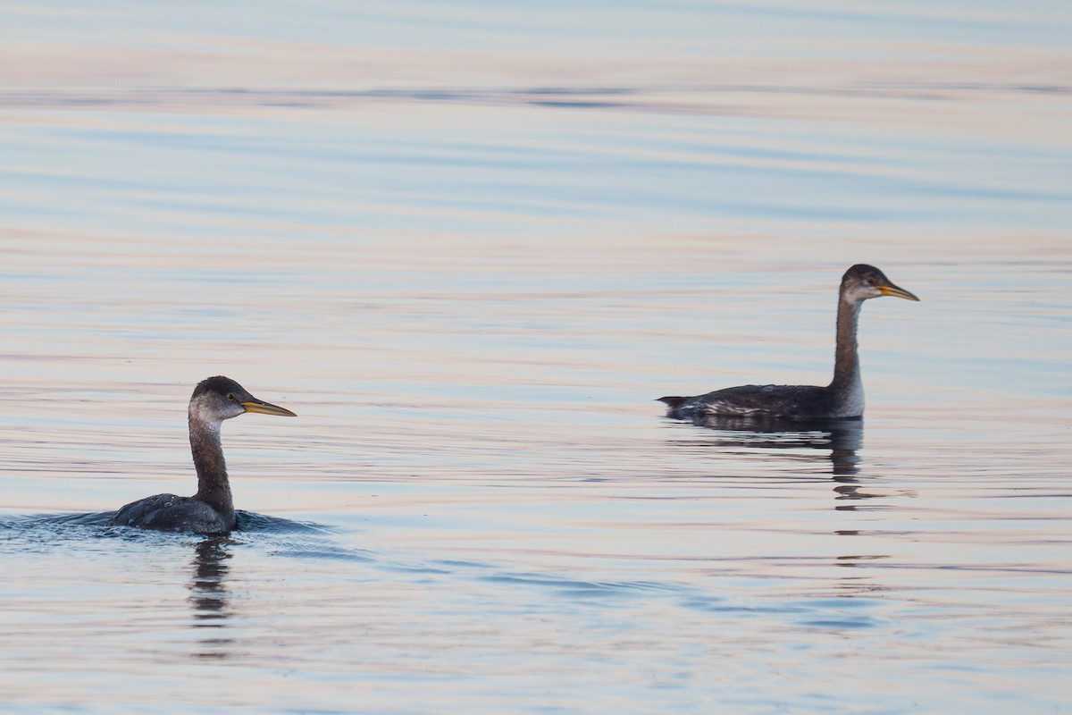 Red-necked Grebe - ML612183414