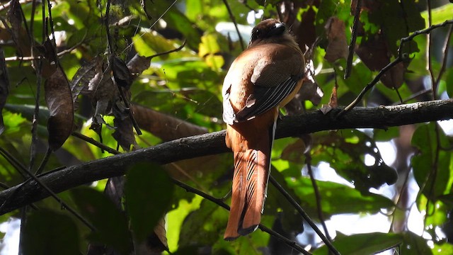 Trogon de Malabar - ML612183440