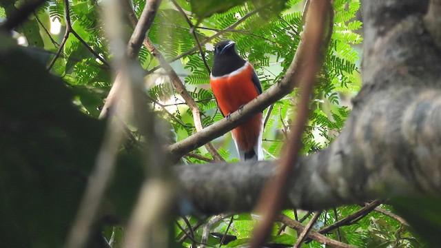 Trogon de Malabar - ML612183441