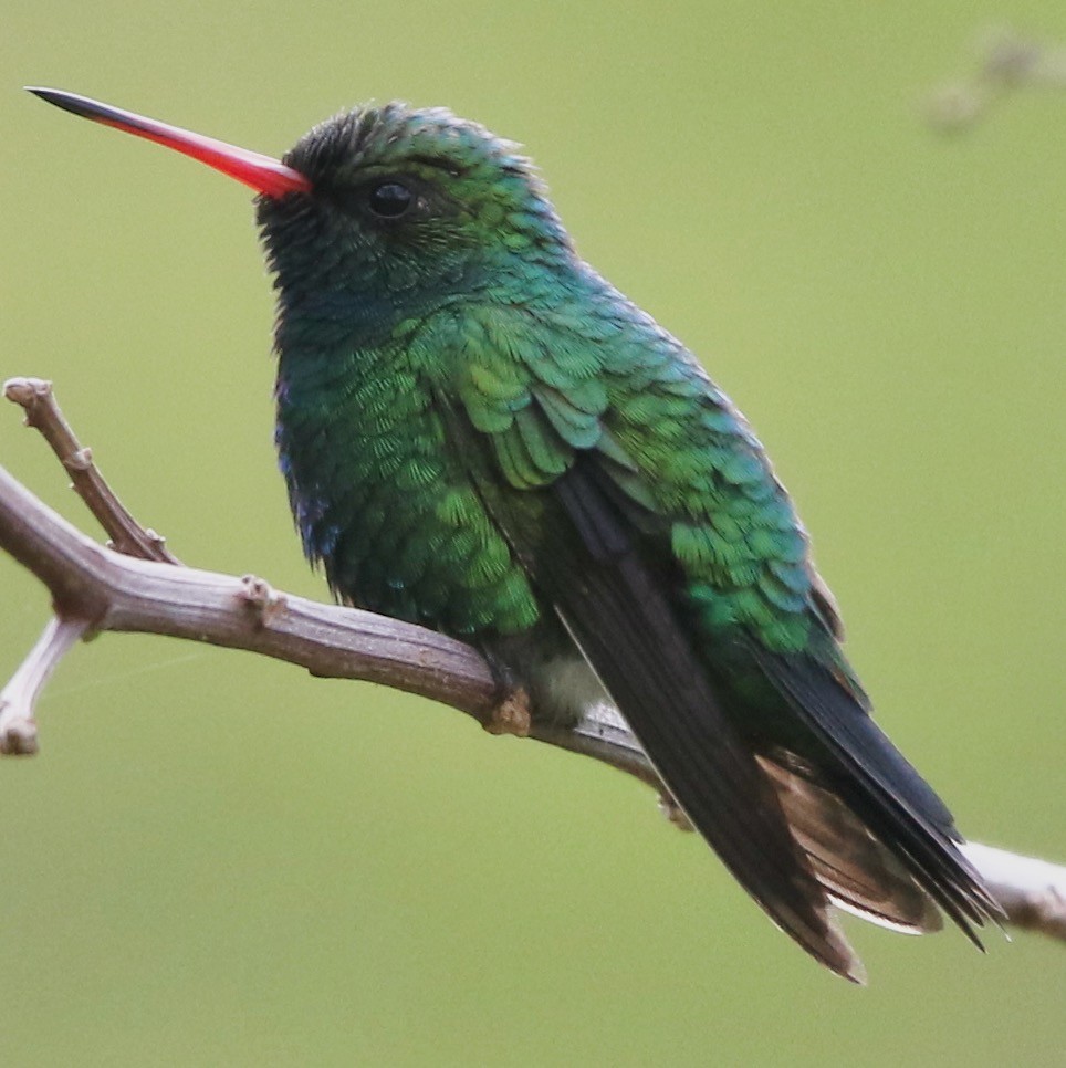 kolibřík lesklobřichý - ML612183465