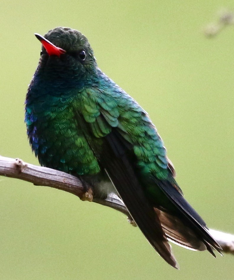 kolibřík lesklobřichý - ML612183469