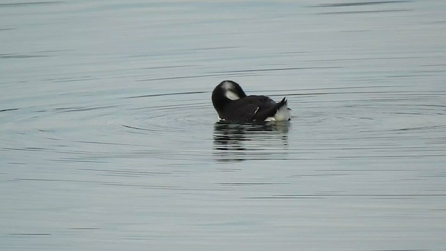 Razorbill - ML612183640