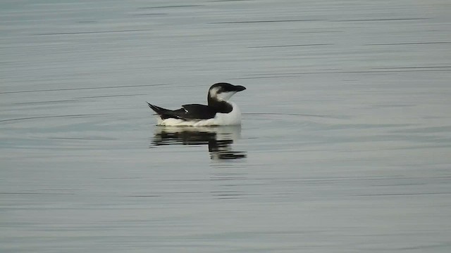 Razorbill - ML612183641