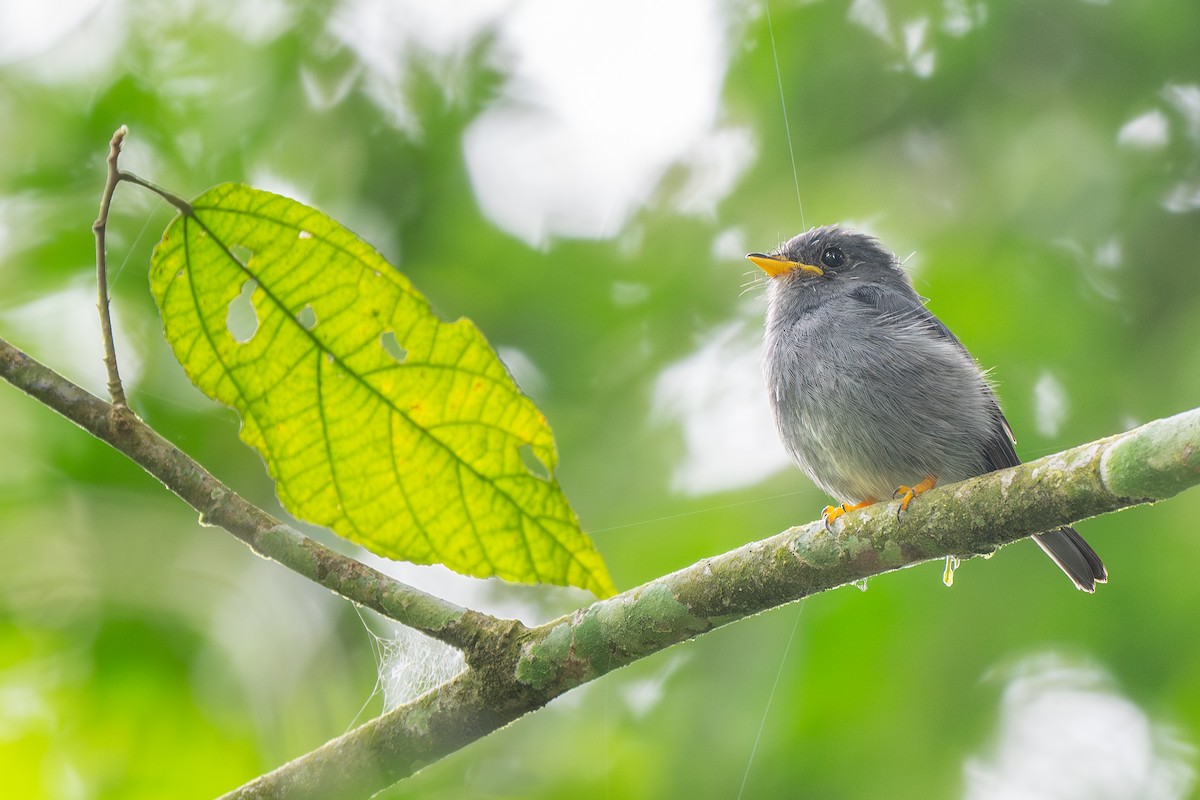 Yellow-footed Flycatcher - ML612183681