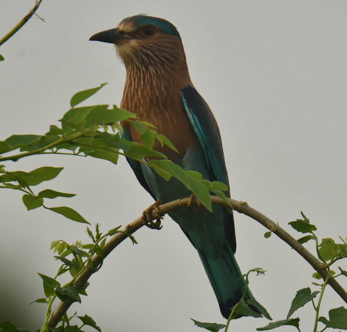 Indian Roller - ML612183686