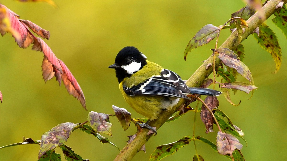 Green-backed Tit - ML612183727