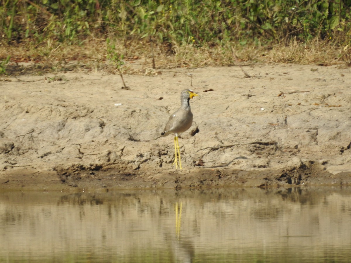 Wattled Lapwing - Colin Smith