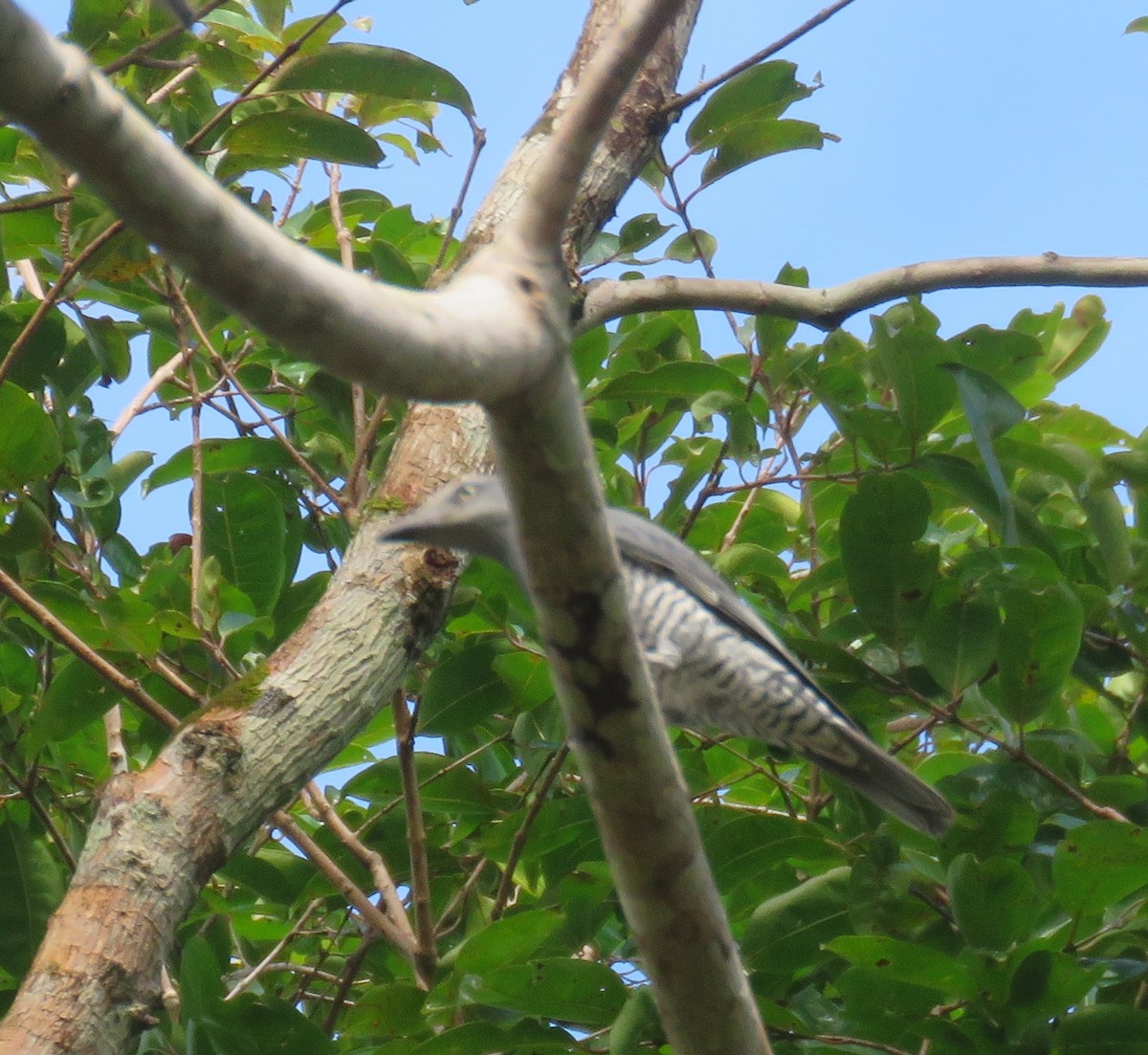 Bar-bellied Cuckooshrike - ML612183823