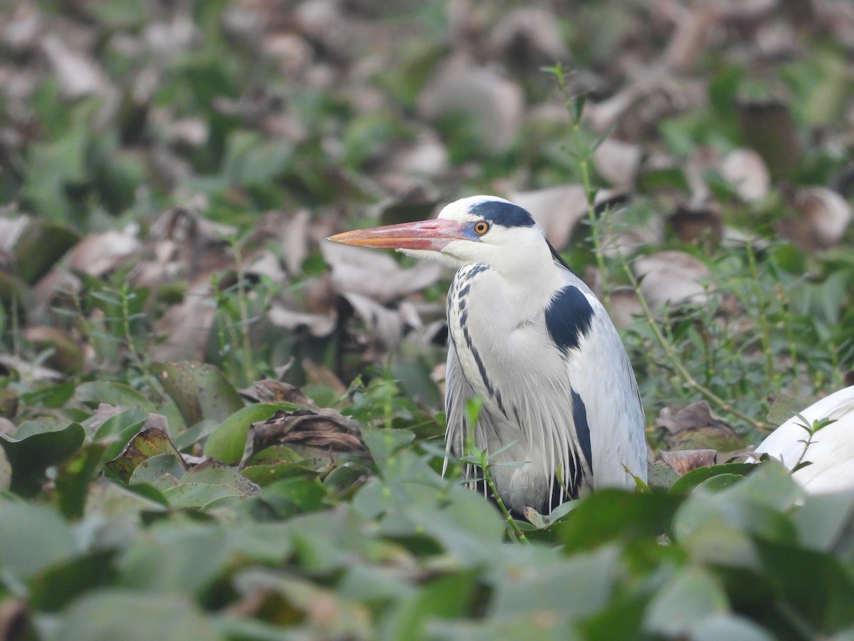 Gray Heron - ML612183829