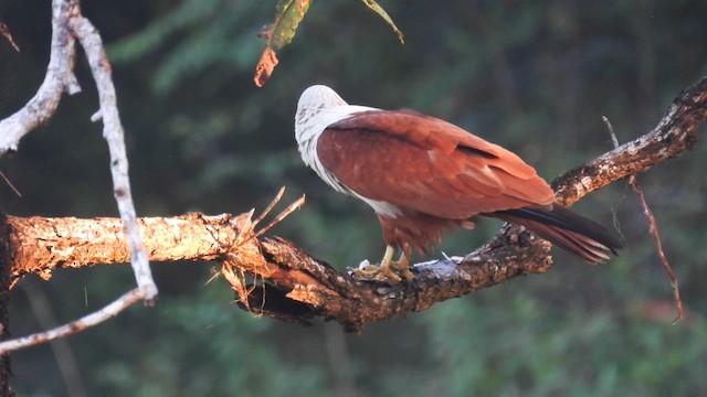 Brahminy Kite - ML612183946