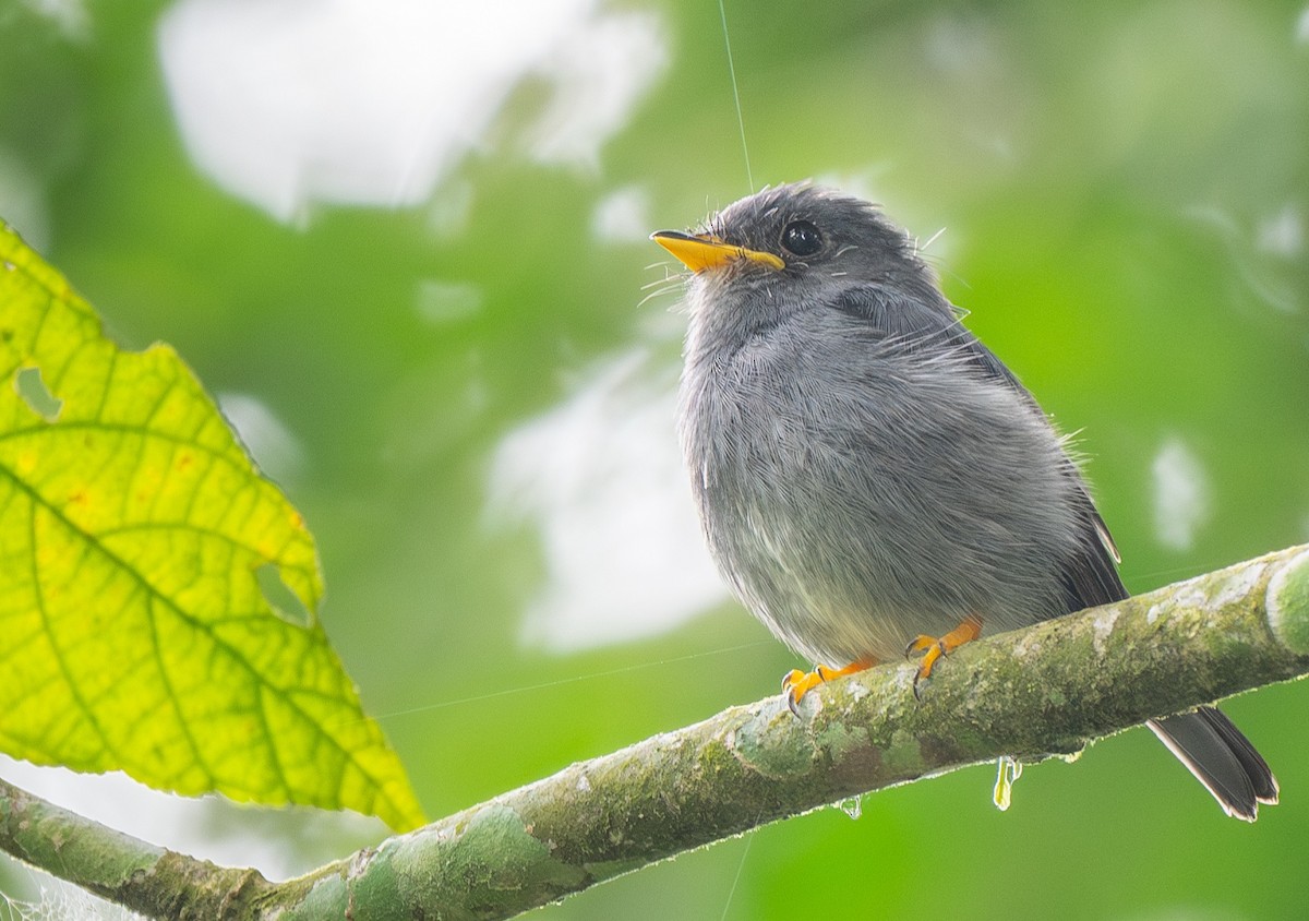 Yellow-footed Flycatcher - ML612183959