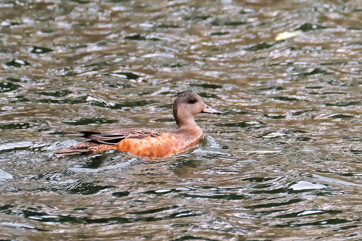 Canard d'Amérique - ML612184050