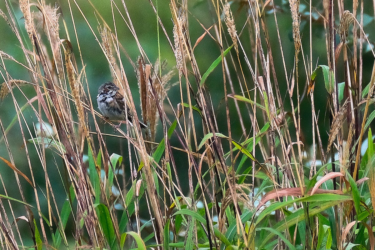 Chestnut-eared Bunting - ML612184077