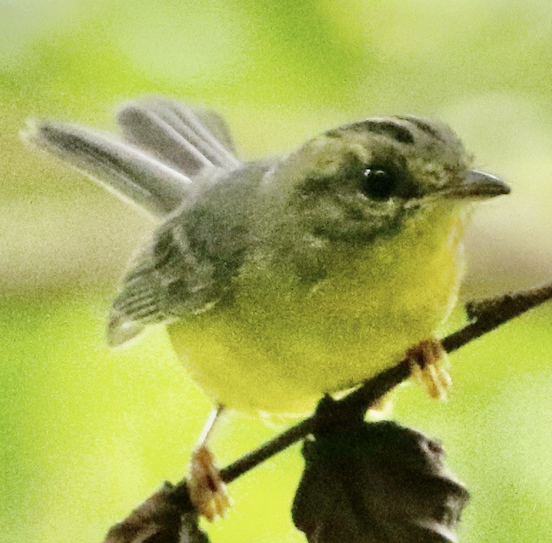 Paruline à couronne dorée - ML612184089