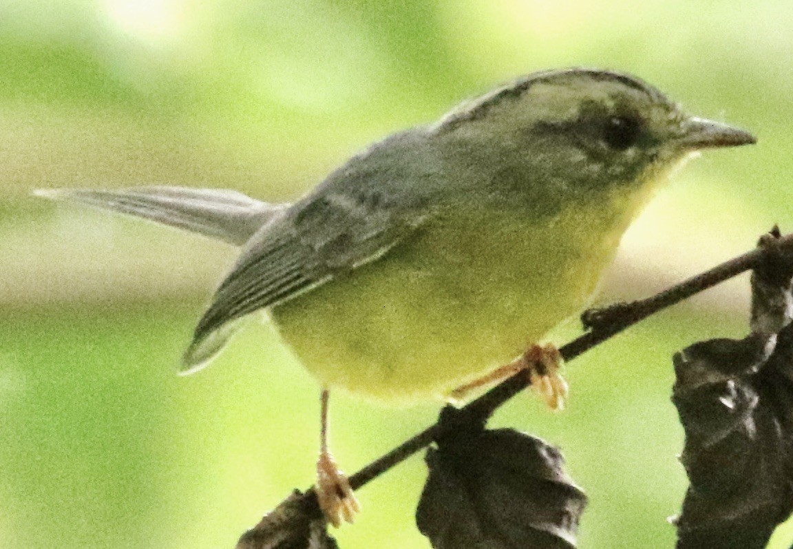 Golden-crowned Warbler - ML612184092