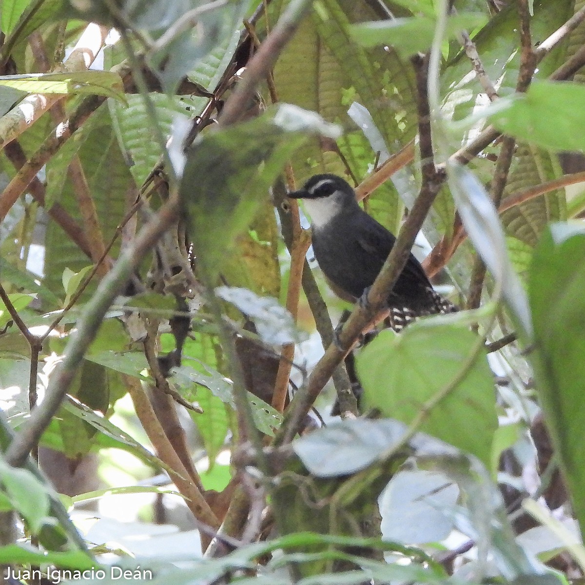 White-throated Antbird - Juan I. Deán