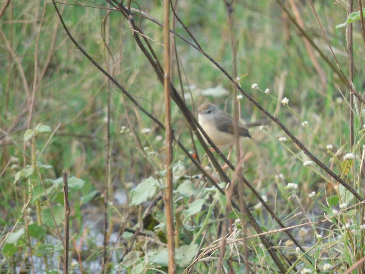 Gray-breasted Prinia - ML612184113