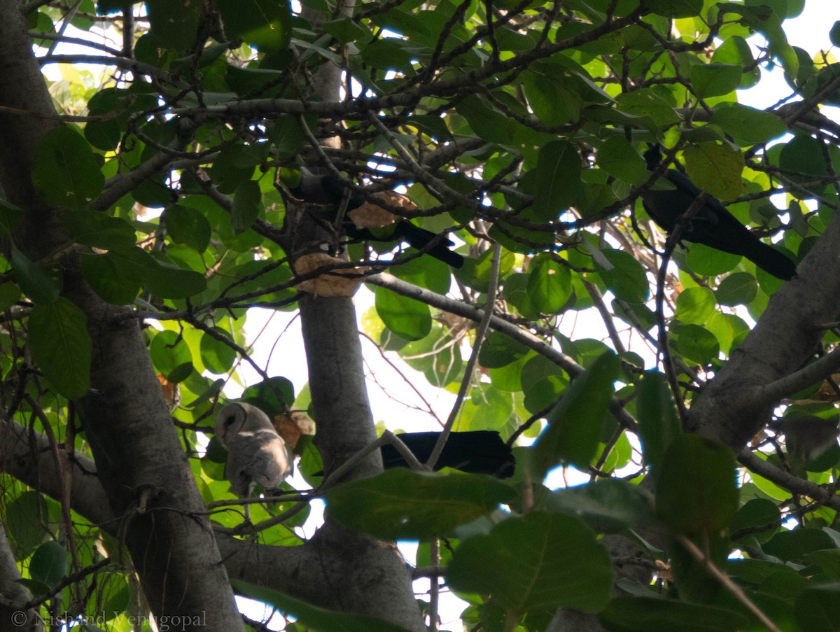 Barn Owl - Nishand Venugopal