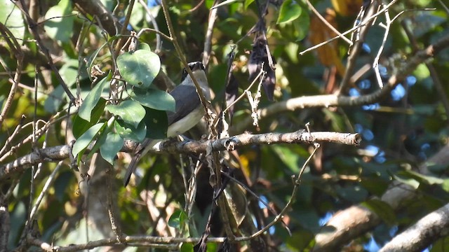 Malabar Woodshrike - ML612184238