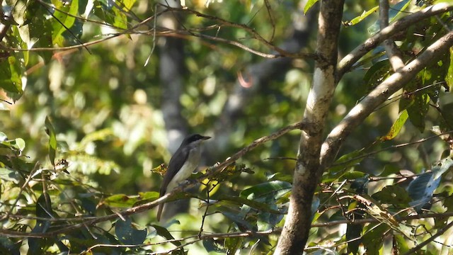 Malabar Woodshrike - ML612184239