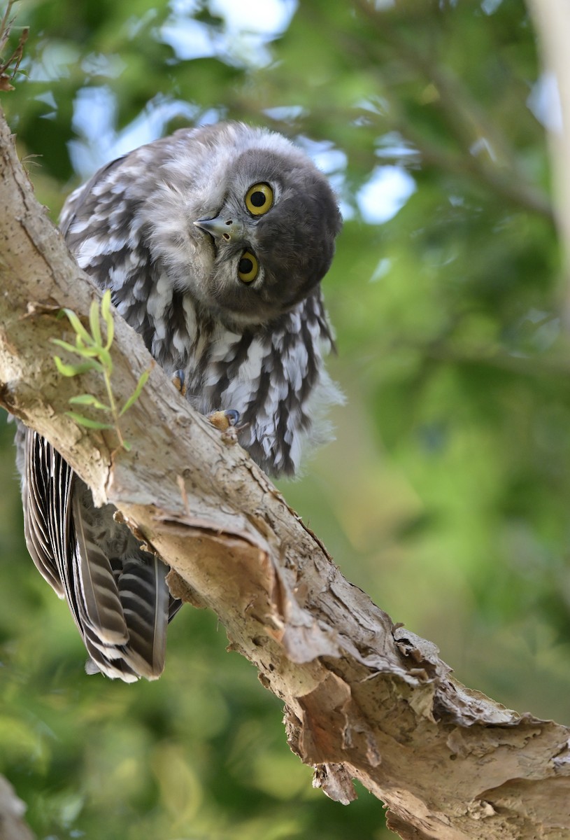 Barking Owl - ML612184242