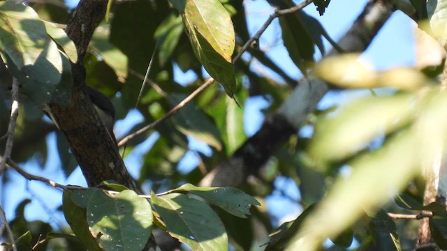 Malabar Woodshrike - ML612184243