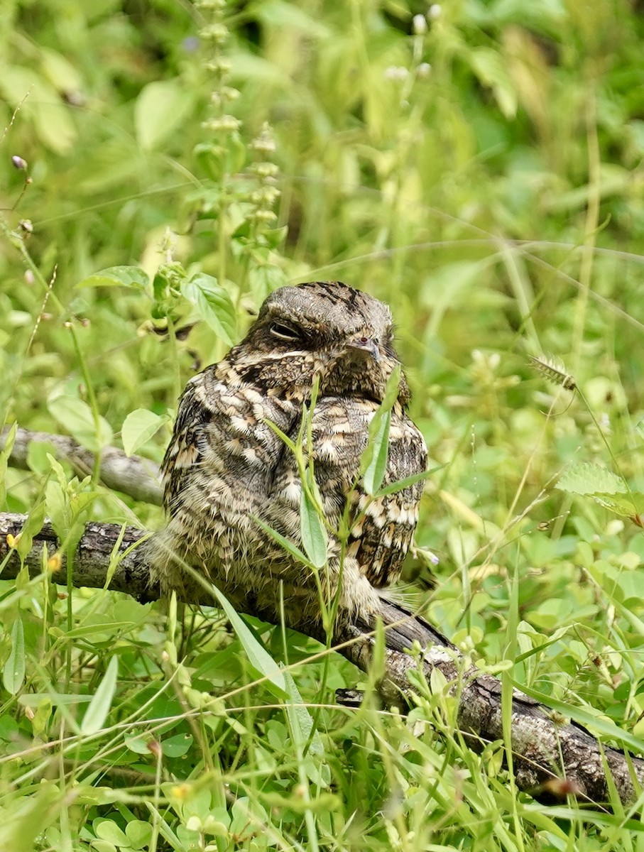 Indian Nightjar - ML612184284