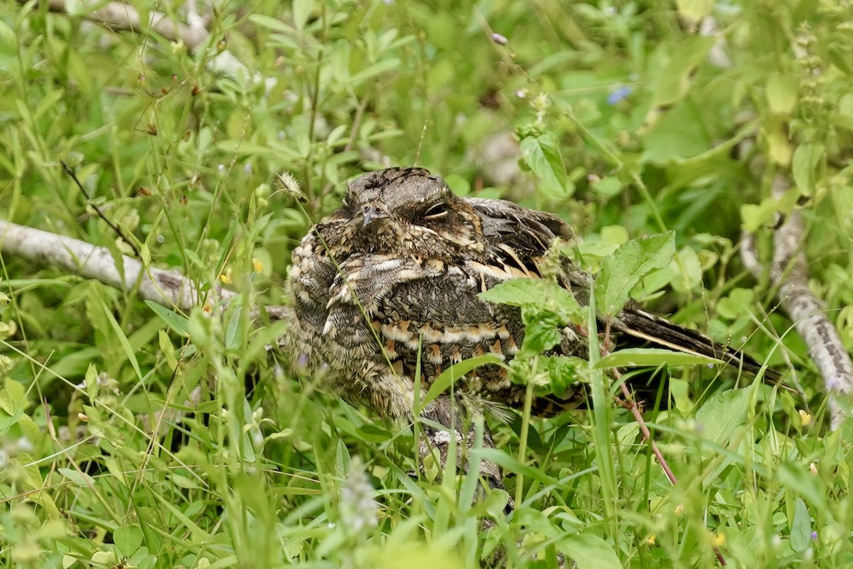 Indian Nightjar - ML612184285