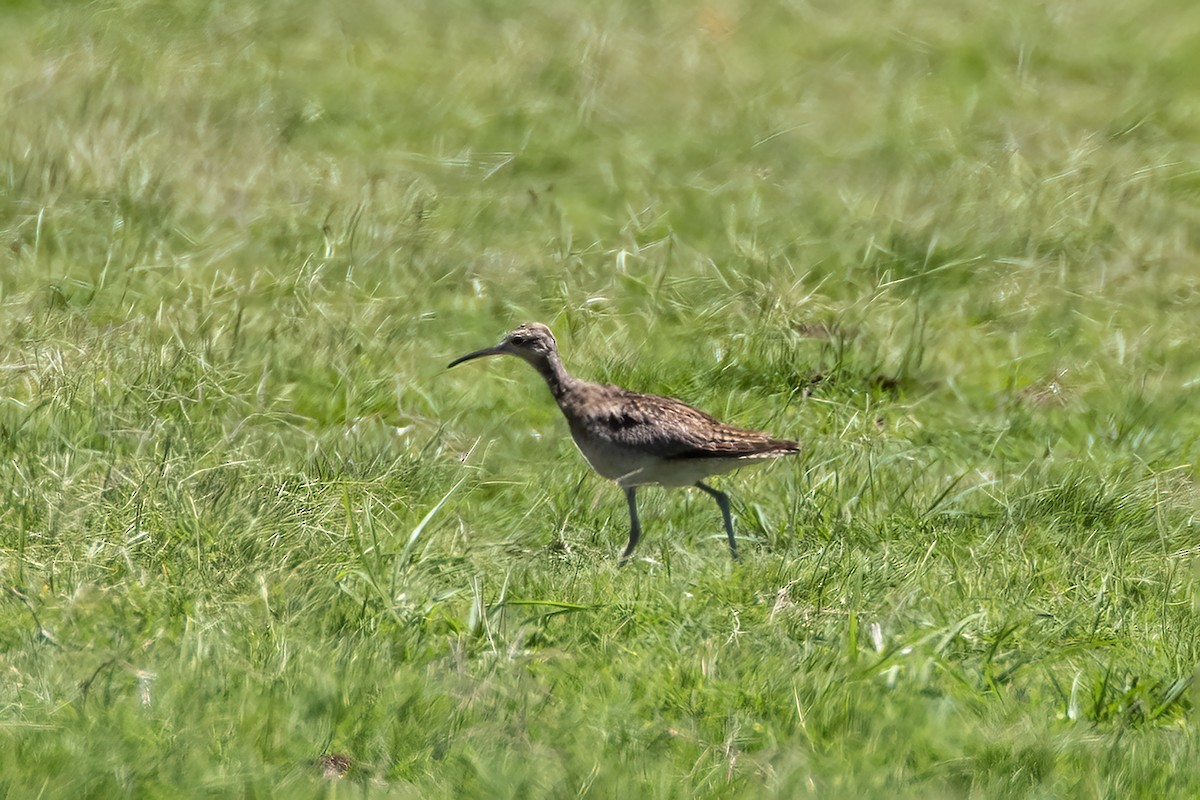 Little Curlew - ML612184374