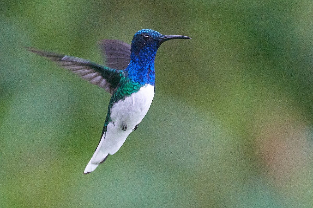 White-necked Jacobin - Marcel Gil Velasco