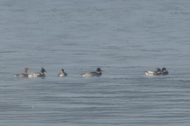 Red-breasted Merganser - ML612184608