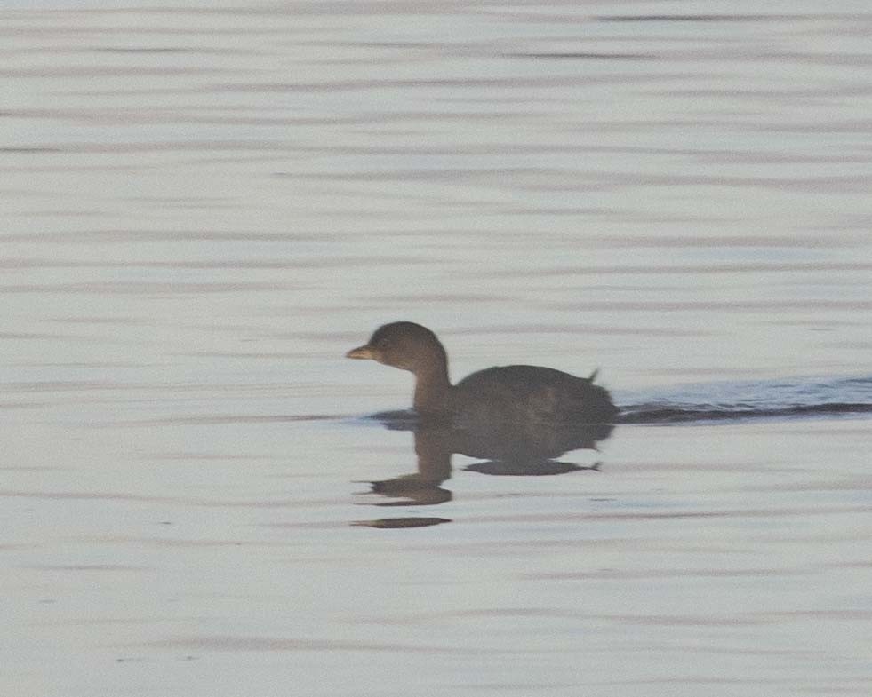 Pied-billed Grebe - ML612184611
